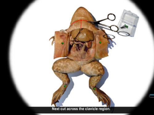 virtual frog dissection lab